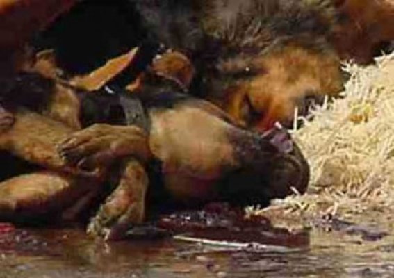 Câinii găsiţi morţi la marginea Constanţei au fost bătuţi cu bestialitate